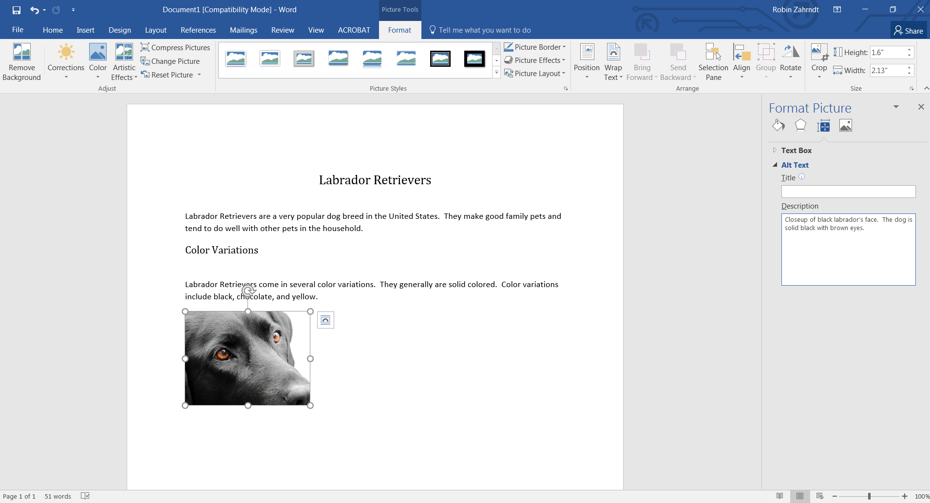 Screenshot of a Microsft Word document about Labrador Retrievers. In the document, the author has written alternative text for an image of a Labrador Retriever.